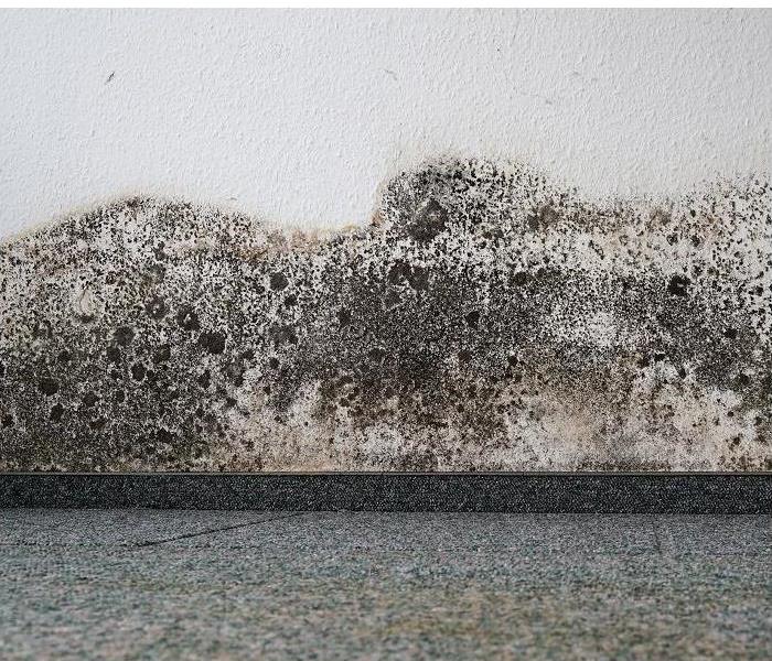 Heavy mold along baseboard and wall