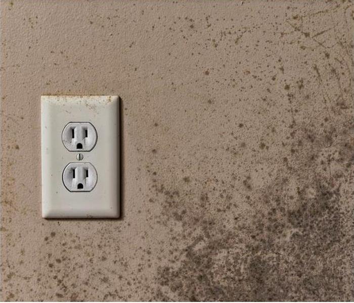 Mold On Wall Near Plug